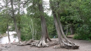 PICTURES/Gooseberry Falls - Gooseberry Falls State Park MN/t_Artsy Trees at Gooseberry2.JPG